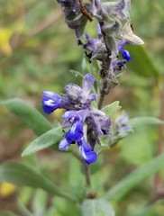 Salvia humboltiana