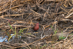 Lagonosticta rhodopareia