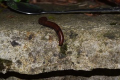 Pachyiulus hungaricus