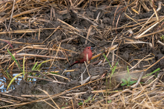 Lagonosticta rhodopareia