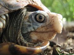 Terrapene carolina yucatana
