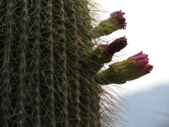 Cephalocereus polylophus