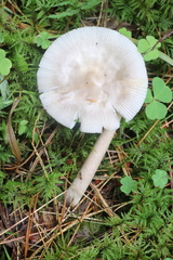 Amanita umbrinolutea
