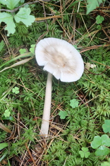 Amanita umbrinolutea