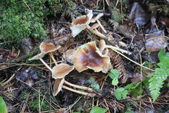 Gymnopus ocior
