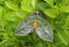 Eudocima hypermnestra