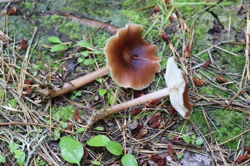 Buttery Collybia (Rhodocollybia butyracea)