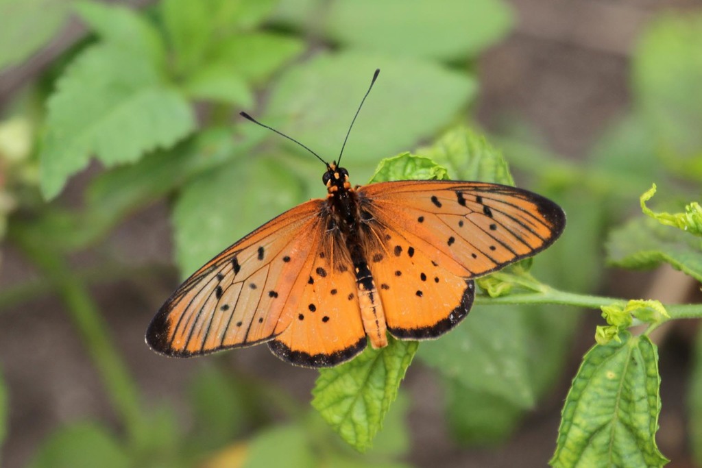 Window Acraea
