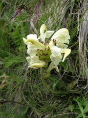 Pedicularis tuberosa