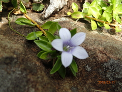 Craterocapsa tarsodes