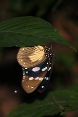 Hypolimnas anthedon wahlbergi