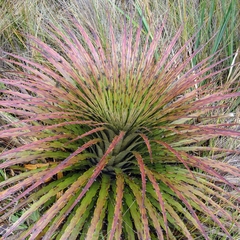Puya clava-herculis