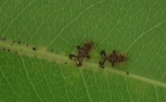 Corythucha associata