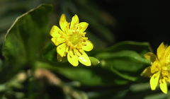 Ranunculus cardiophyllus