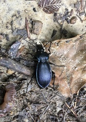 Carabus scheidleri