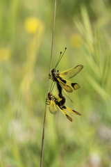 Libelloides longicornis
