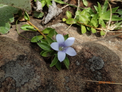 Craterocapsa tarsodes