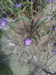 Phacelia linearis