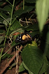 Hypolimnas anthedon wahlbergi