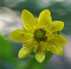 Ranunculus cardiophyllus
