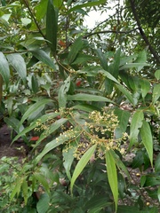Nectandra cuspidata