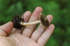 Inocybe flocculosa