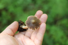 Inocybe flocculosa