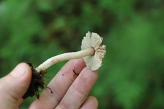 Inocybe flocculosa