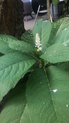 Phytolacca acinosa
