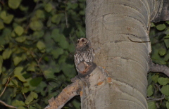 Psiloscops flammeolus