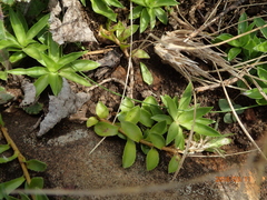 Craterocapsa tarsodes