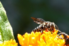 Coelioxys sayi