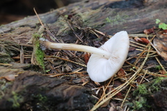Pluteus semibulbosus