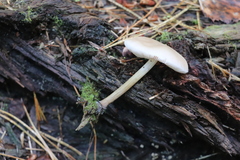 Pluteus semibulbosus