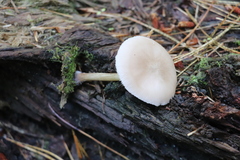 Pluteus semibulbosus