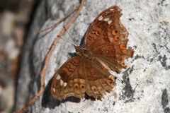 Junonia natalica natalica