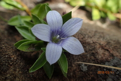 Craterocapsa tarsodes