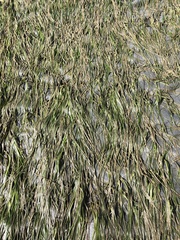 Zostera japonica