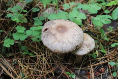 Cortinarius lucorum