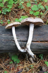 Cortinarius lucorum
