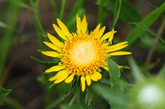 Grindelia camporum