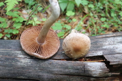 Cortinarius lucorum
