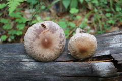 Cortinarius lucorum