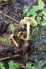 Pholiota elegans