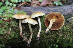 Pholiota elegans