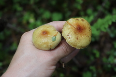 Pholiota elegans