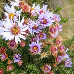 Diplostephium oblanceolatum