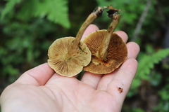 Pholiota elegans