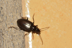 Platynina