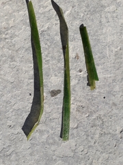 Vallisneria spiralis